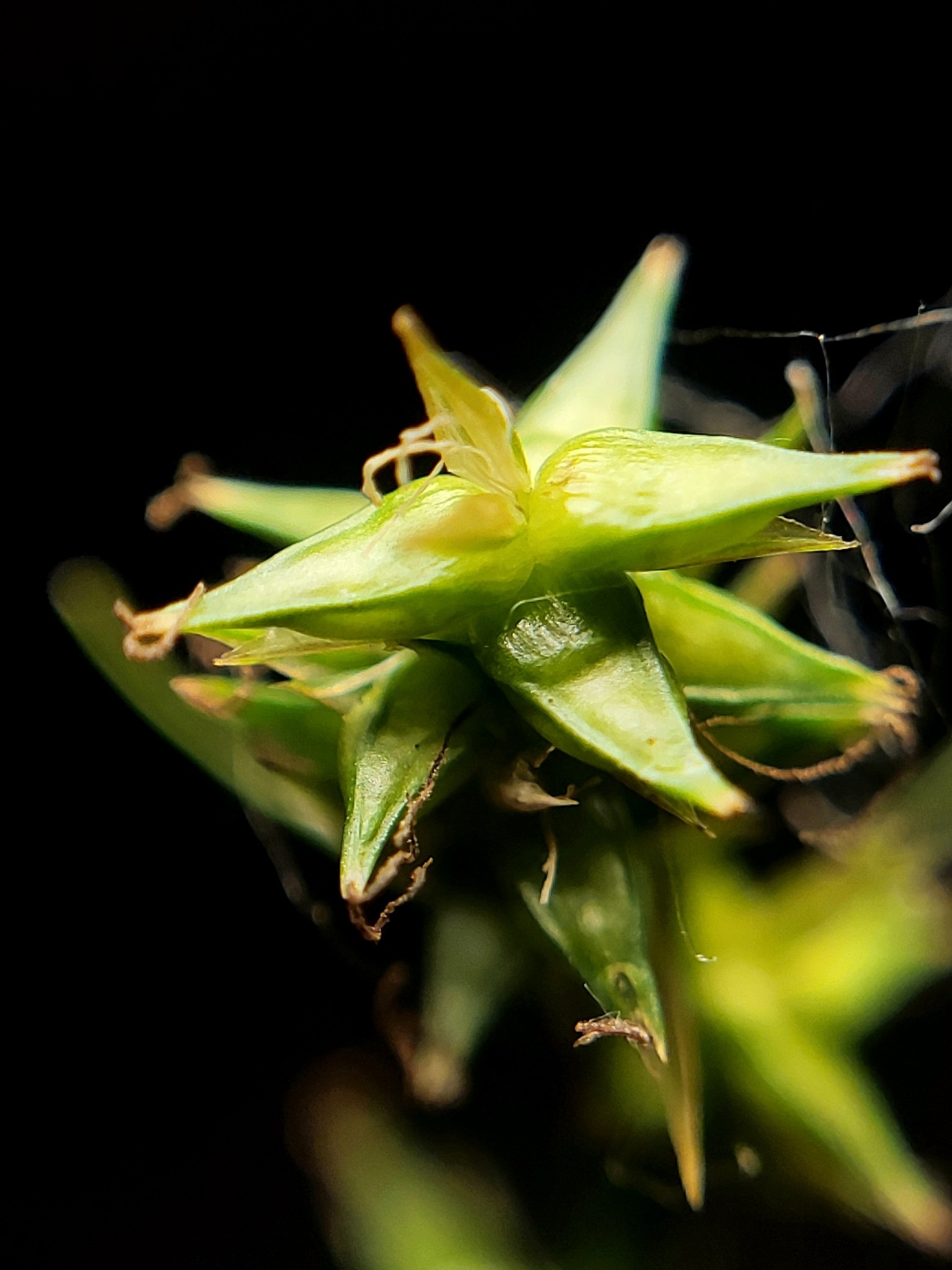 Sedge, Texas — flowers or notable detail