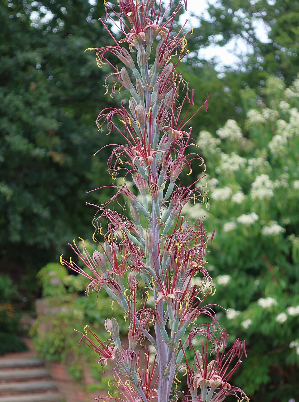 Mangave, Pineapple Express — flowers or notable detail