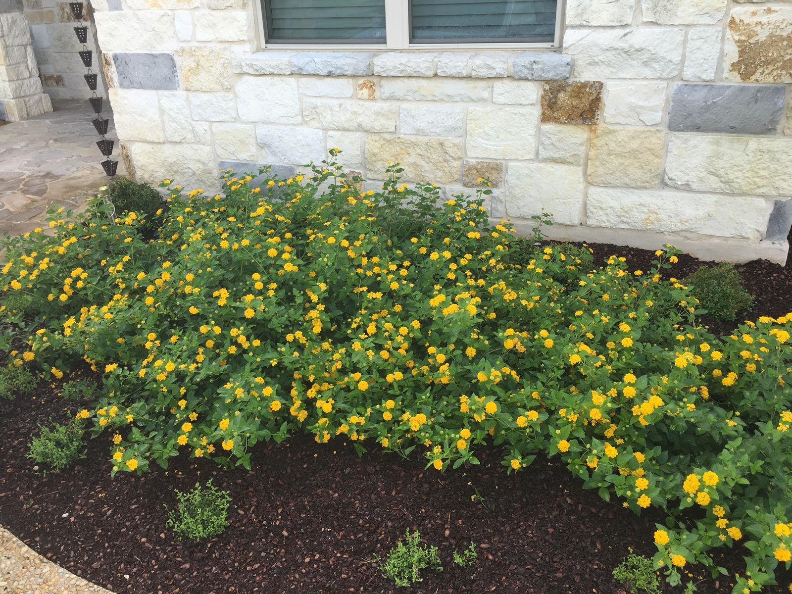 New Gold Lantana — whole plant