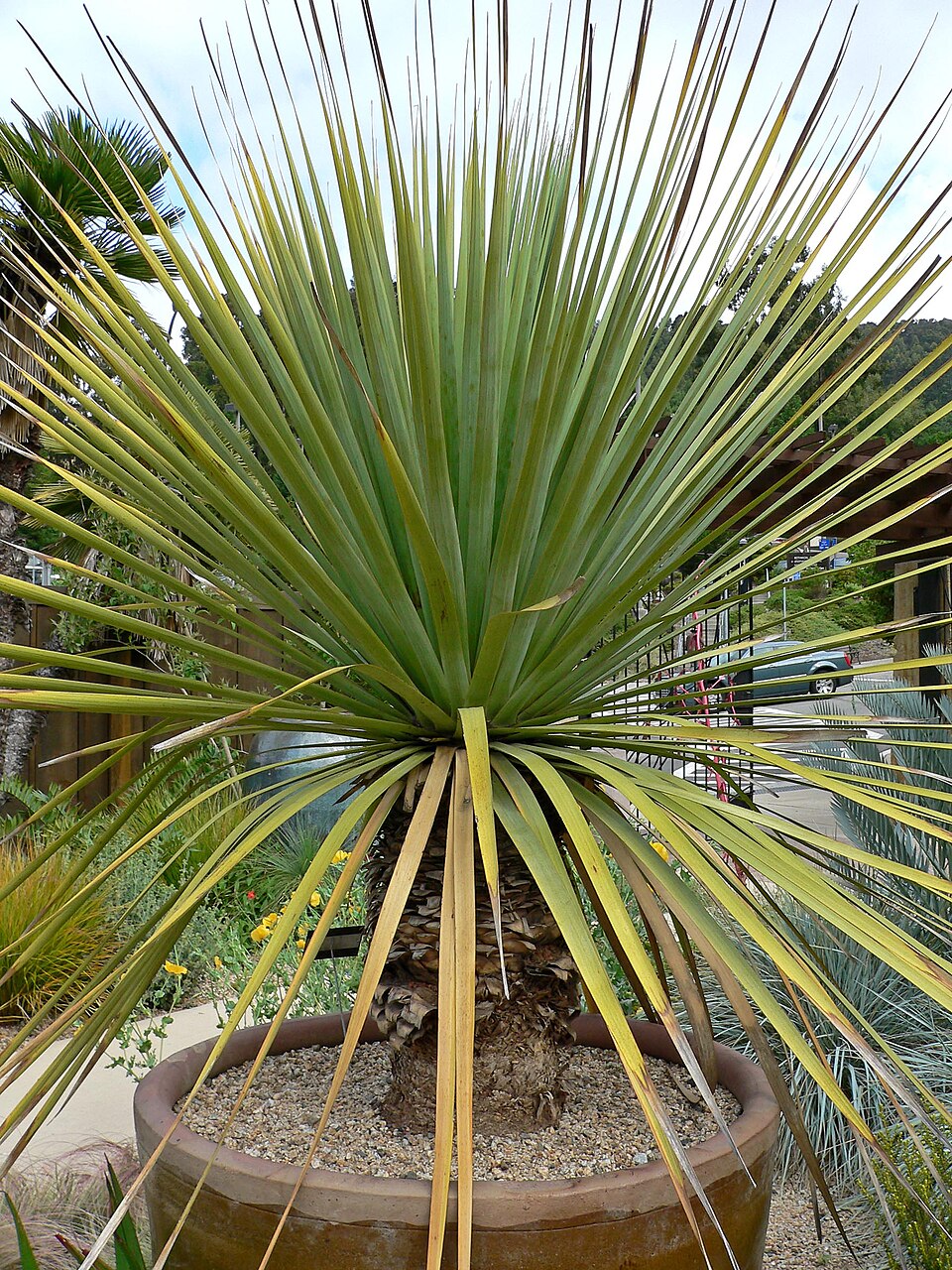 Nolina Nelsoni — whole plant