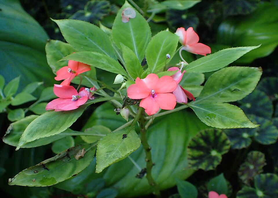 Impatiens — whole plant