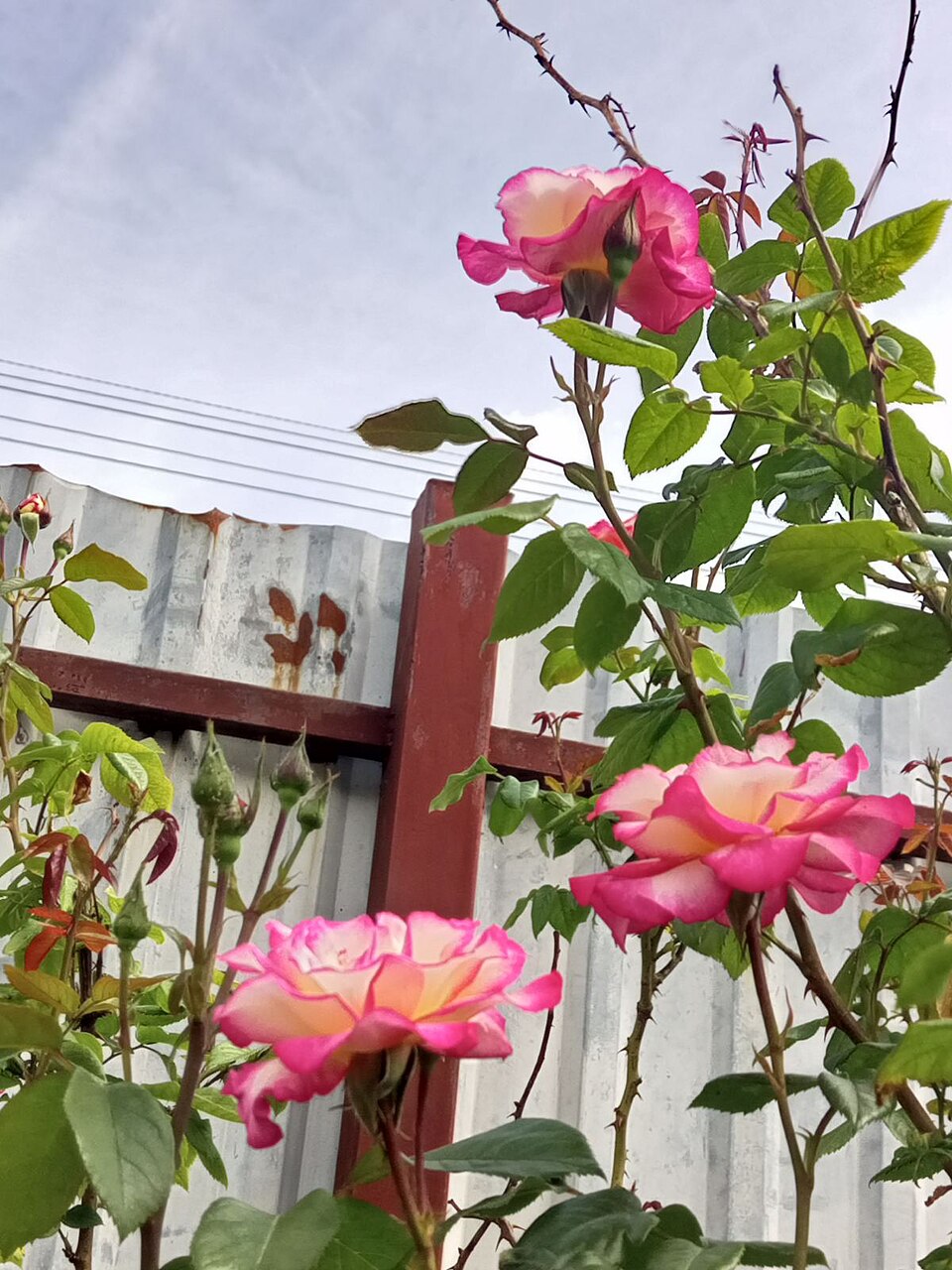 Rose, Knockout Rose Sunny Yellow — whole plant