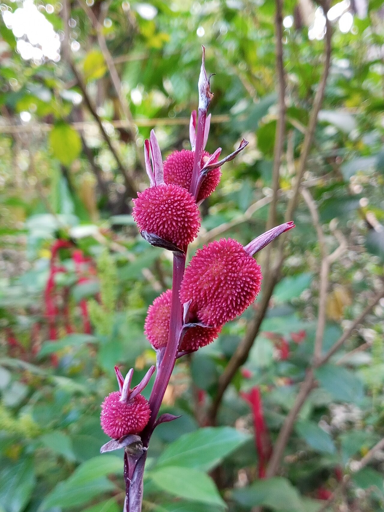 Canna Red Velvet — whole plant