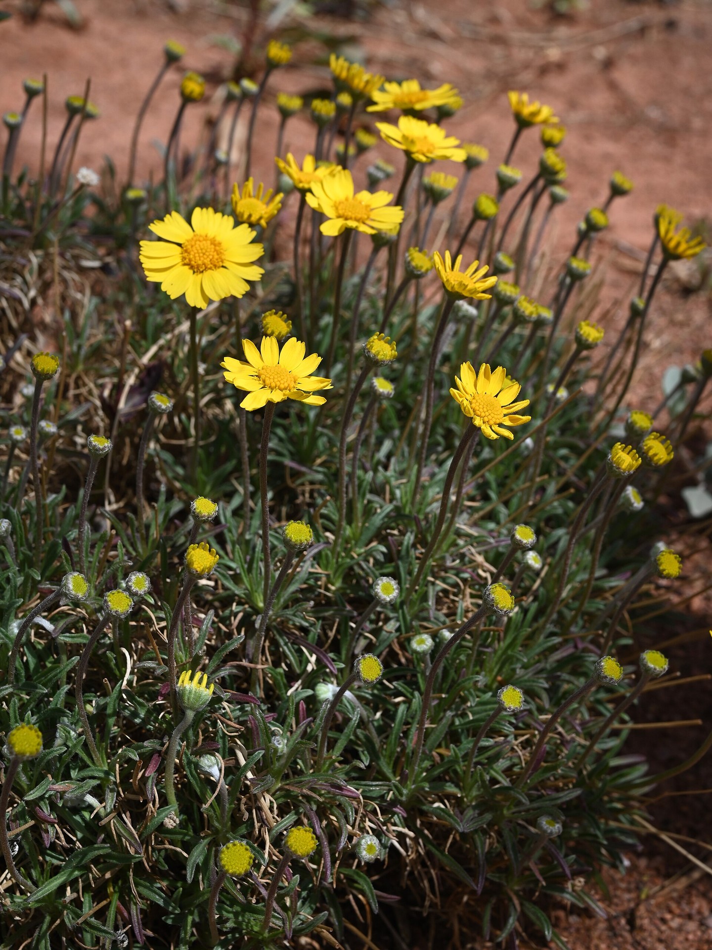Four Nerve Daisy — whole plant