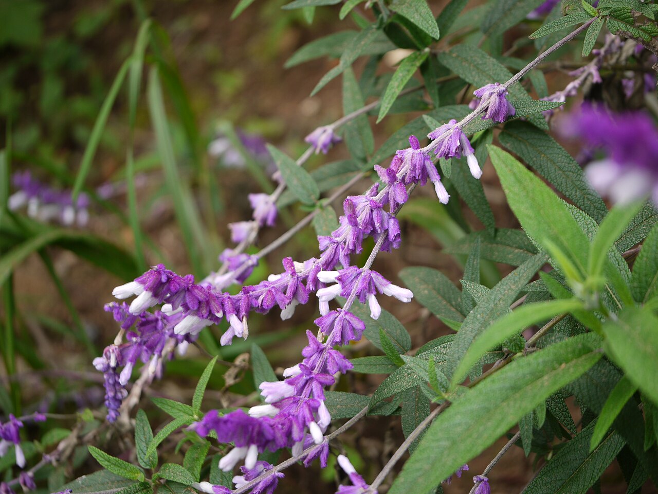 Mexican Bush Sage — flowers or notable detail
