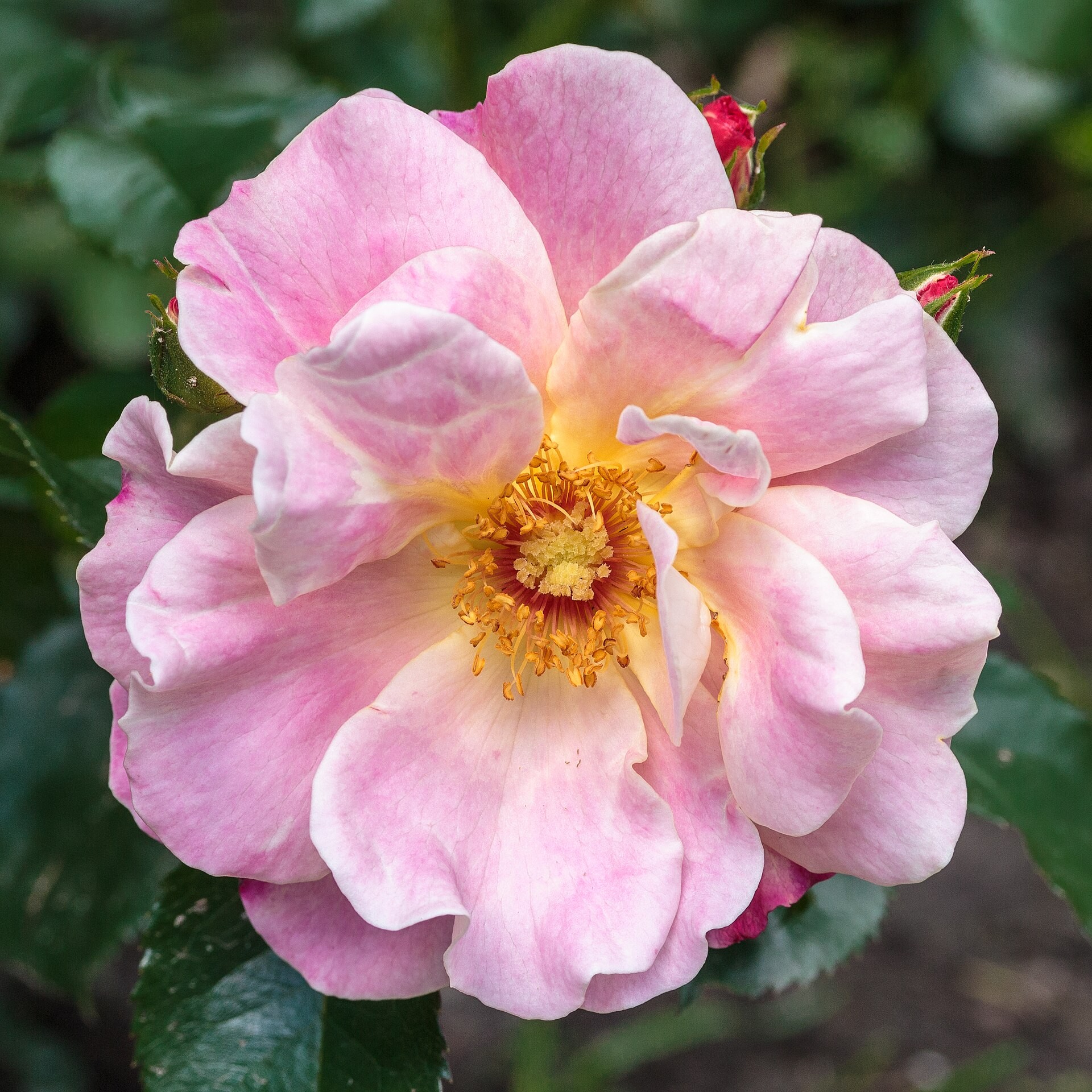 Rose, Cinco De Mayo — whole plant