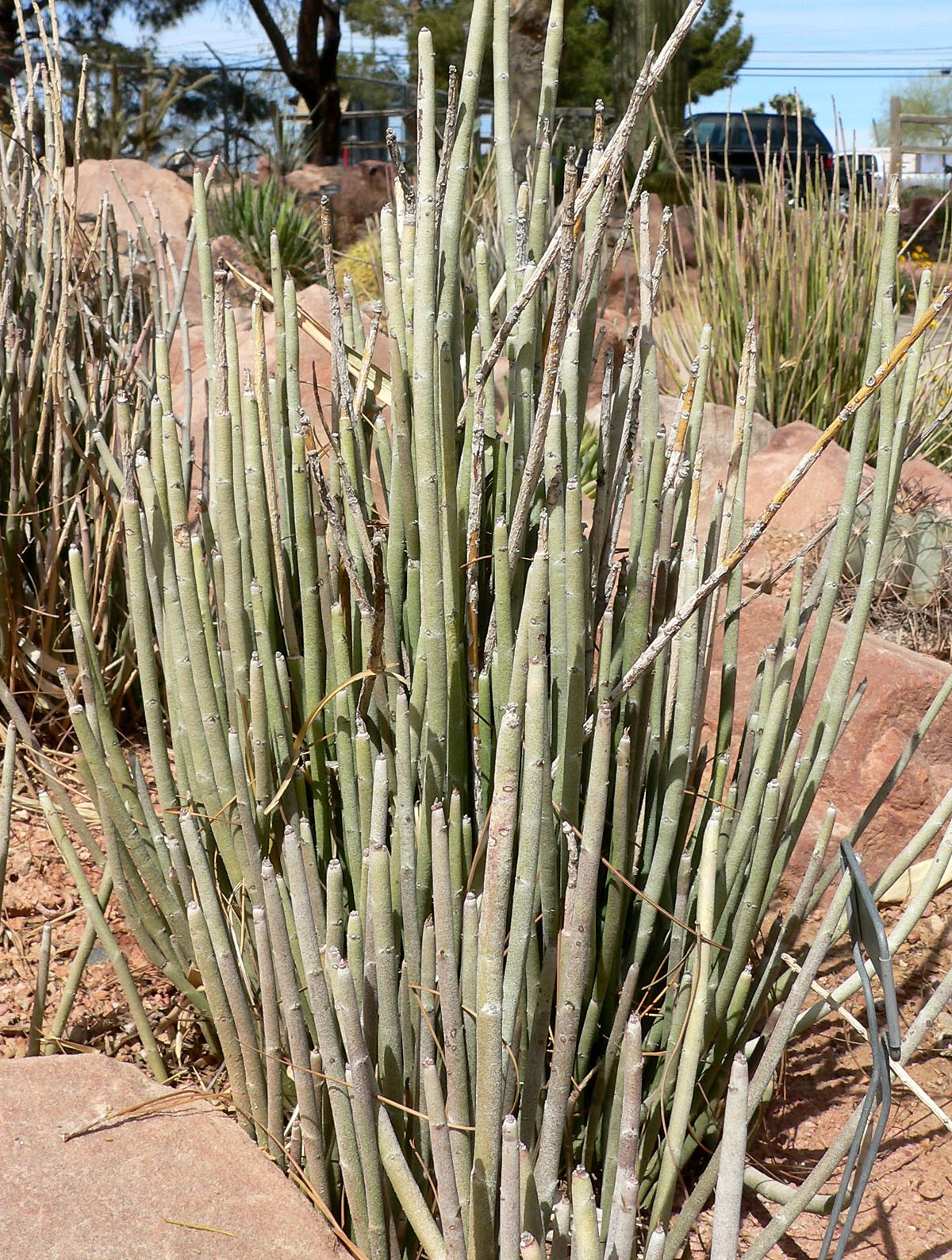 Candelilla — whole plant
