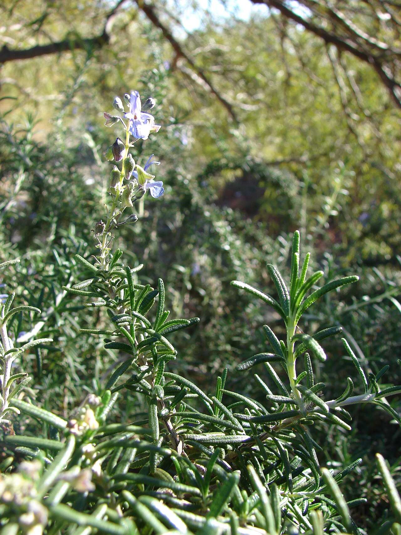 Rosemary (upright) — whole plant