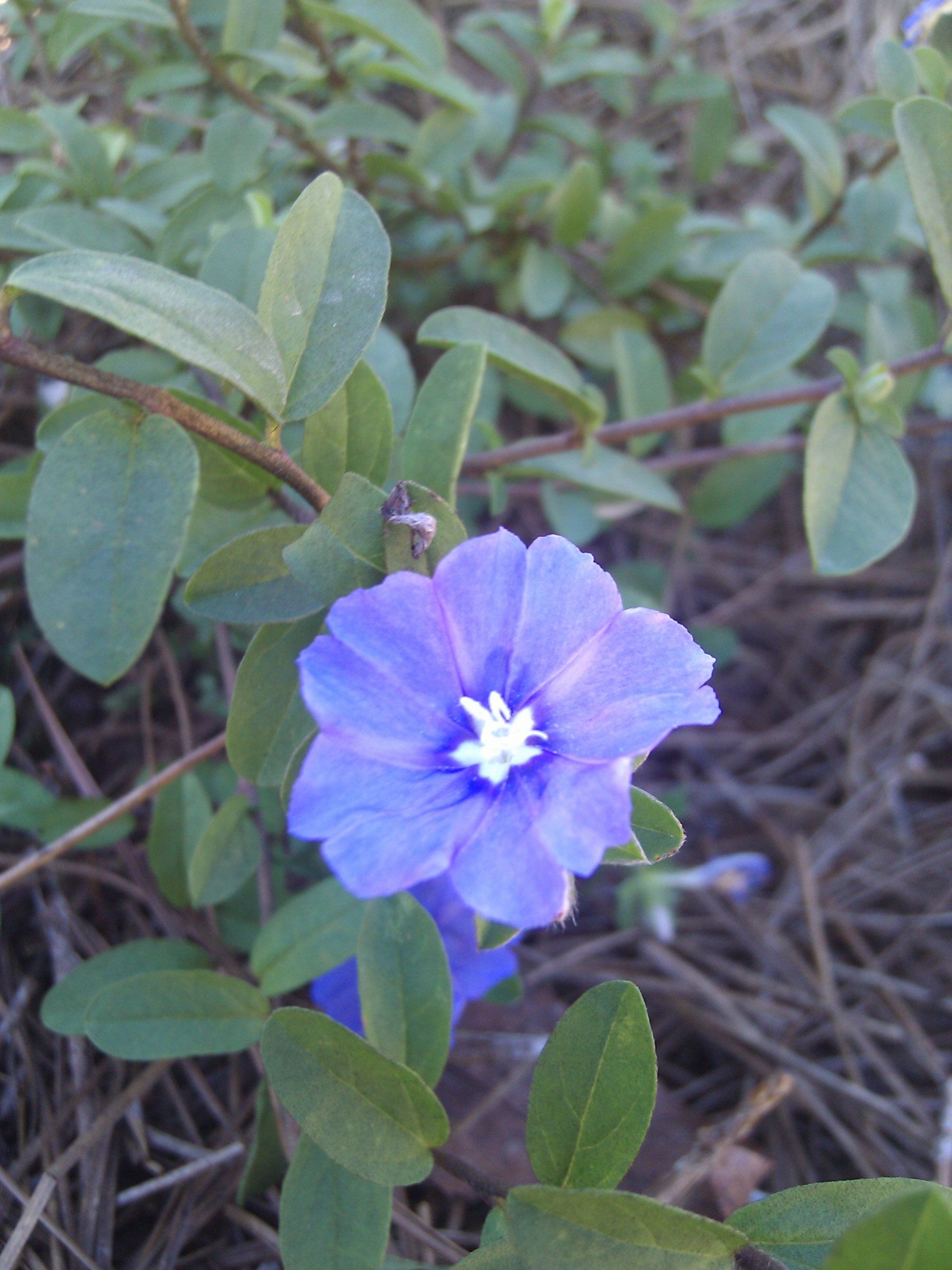 Blue Daze — flowers or notable detail