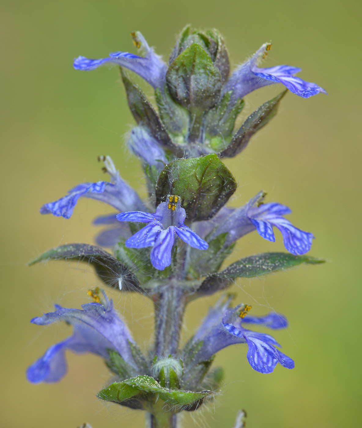 Ajuga — flowers or notable detail