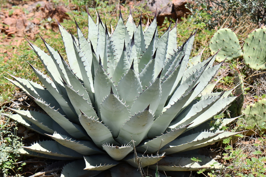 Agave, Parryi Truncata — leaf structure (margins, teeth, imprint, color)