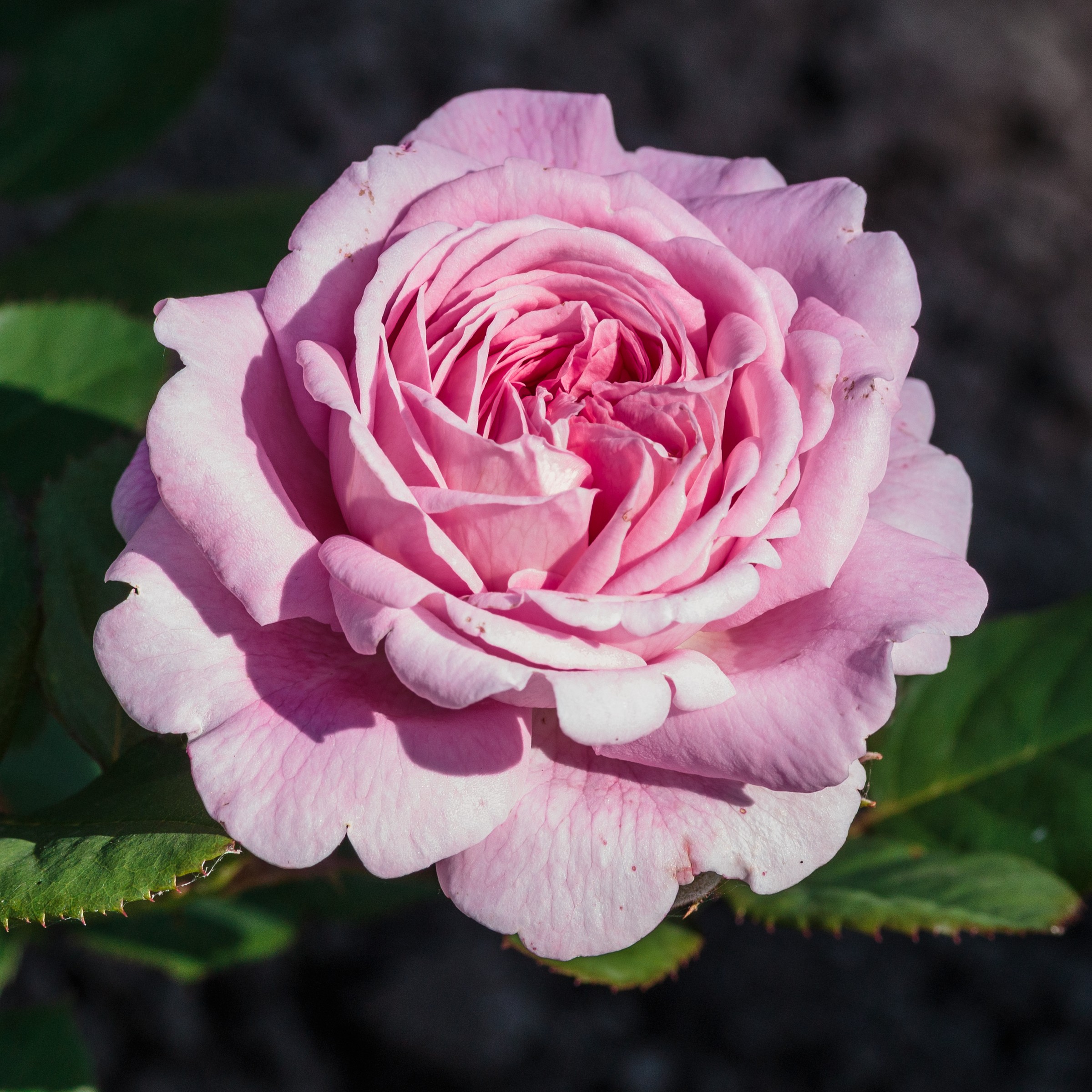 Rose, Icecap — whole plant