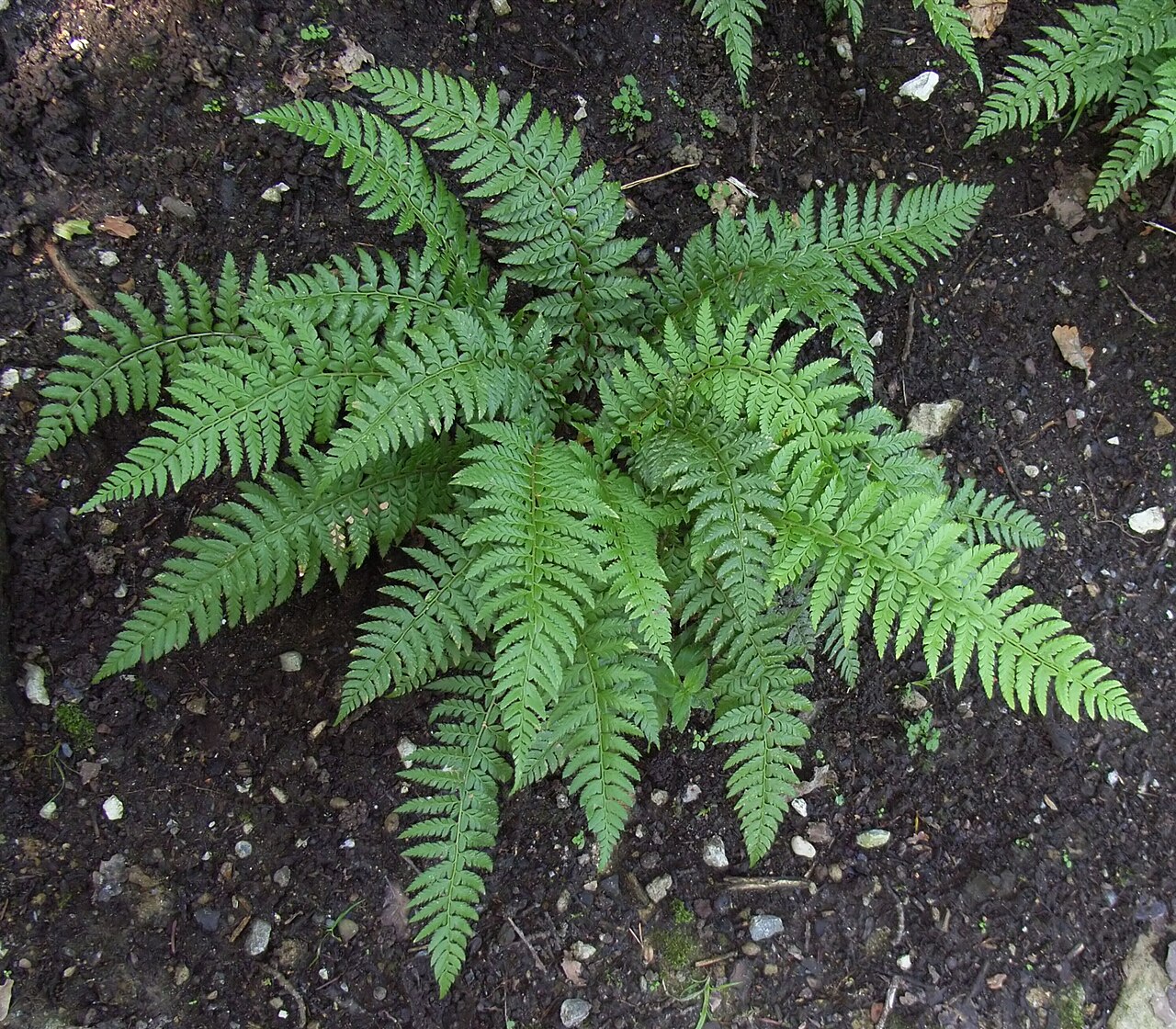 Fern, Autumn — whole plant