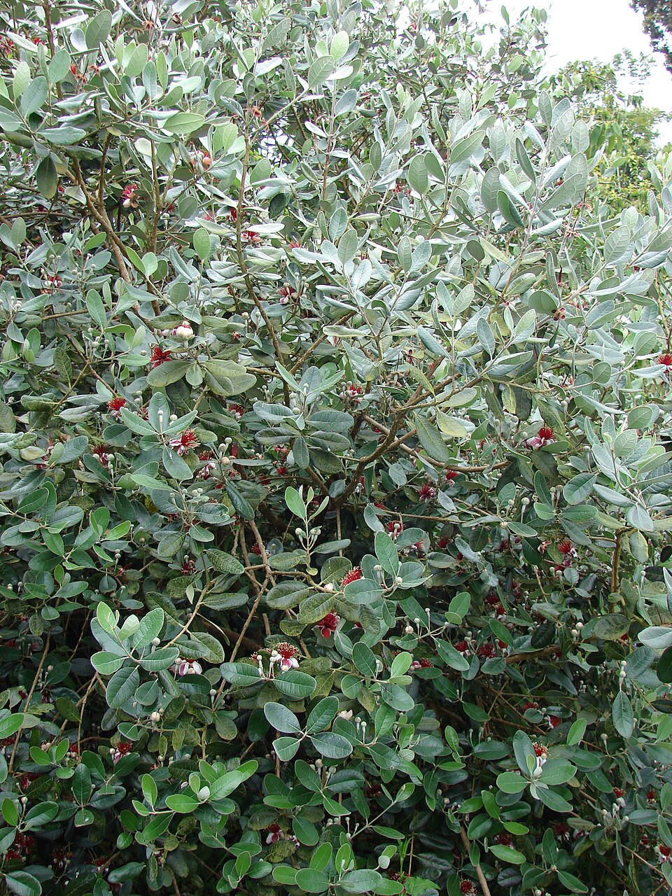 Pineapple Guava — whole plant