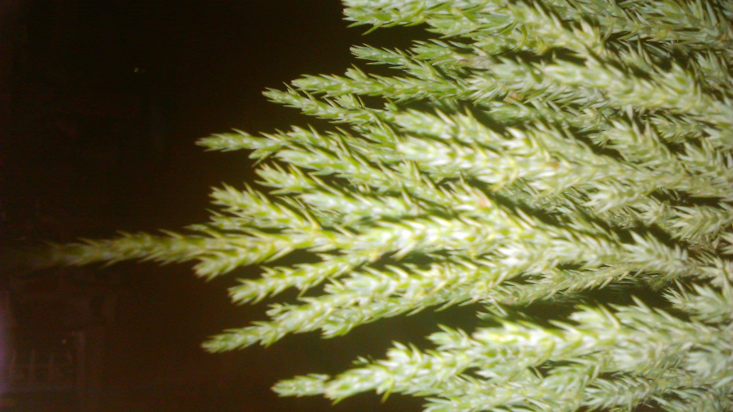 Juniper, Sea Green — whole plant