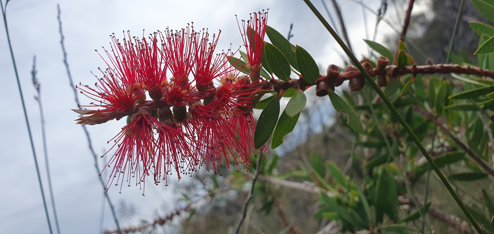 Bottlebrush — whole plant