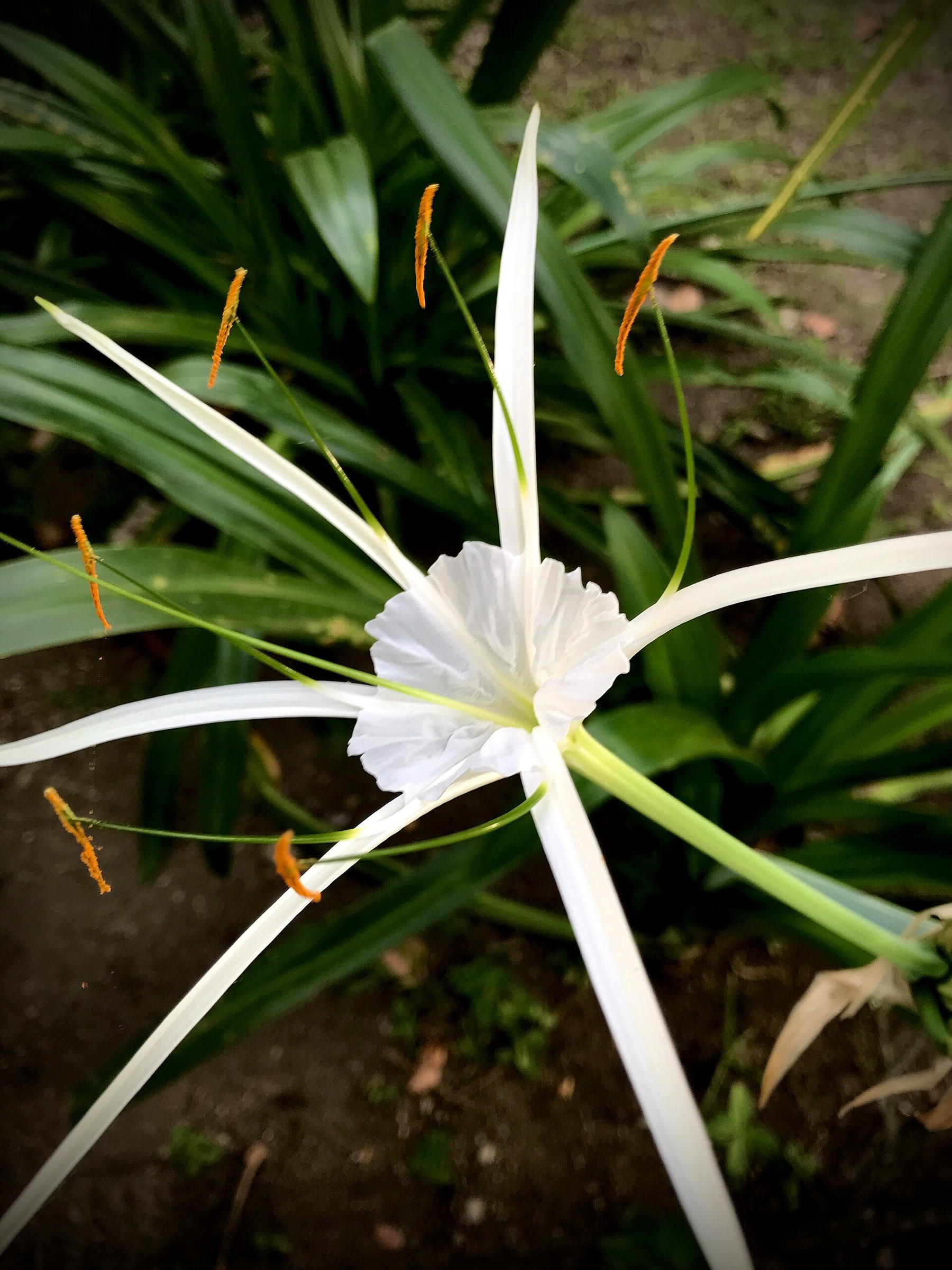 Spider Lily, Giant — flowers or notable detail