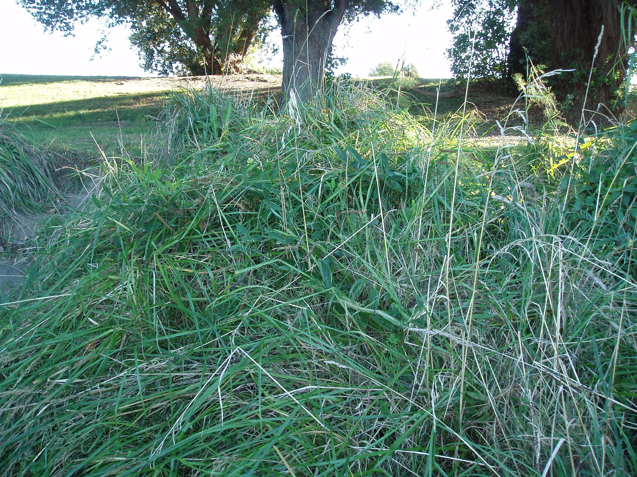 Mountain Pea — whole plant