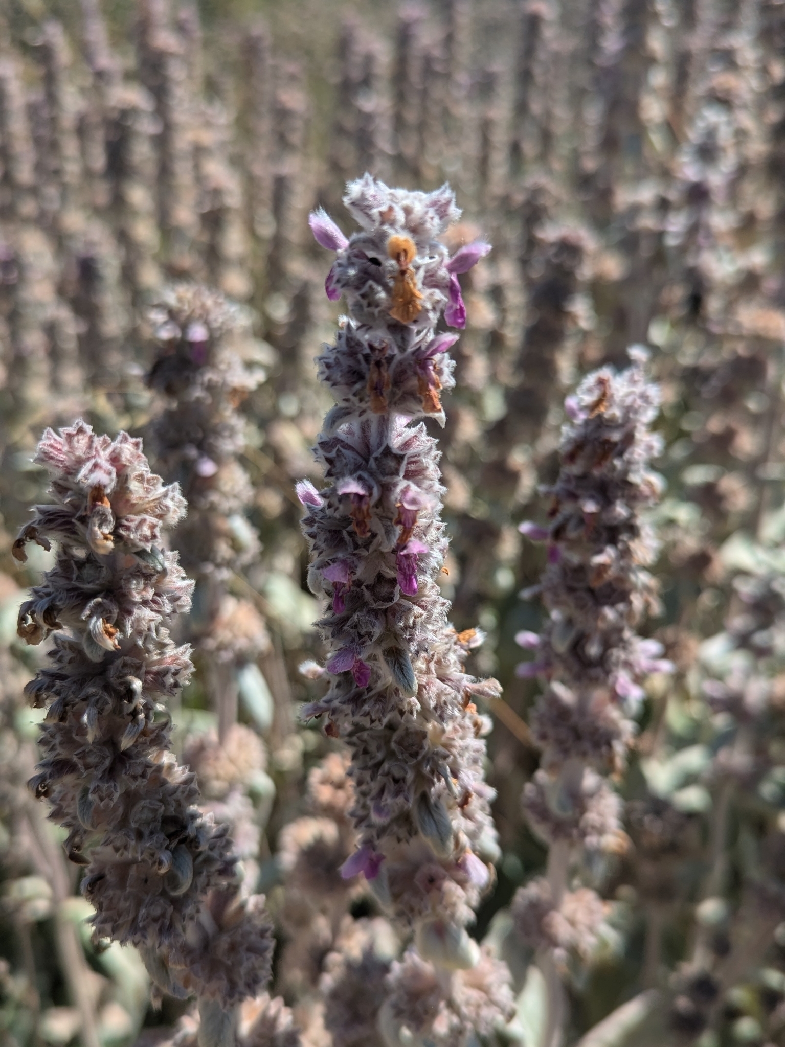 Lamb's Ear — flowers or notable detail
