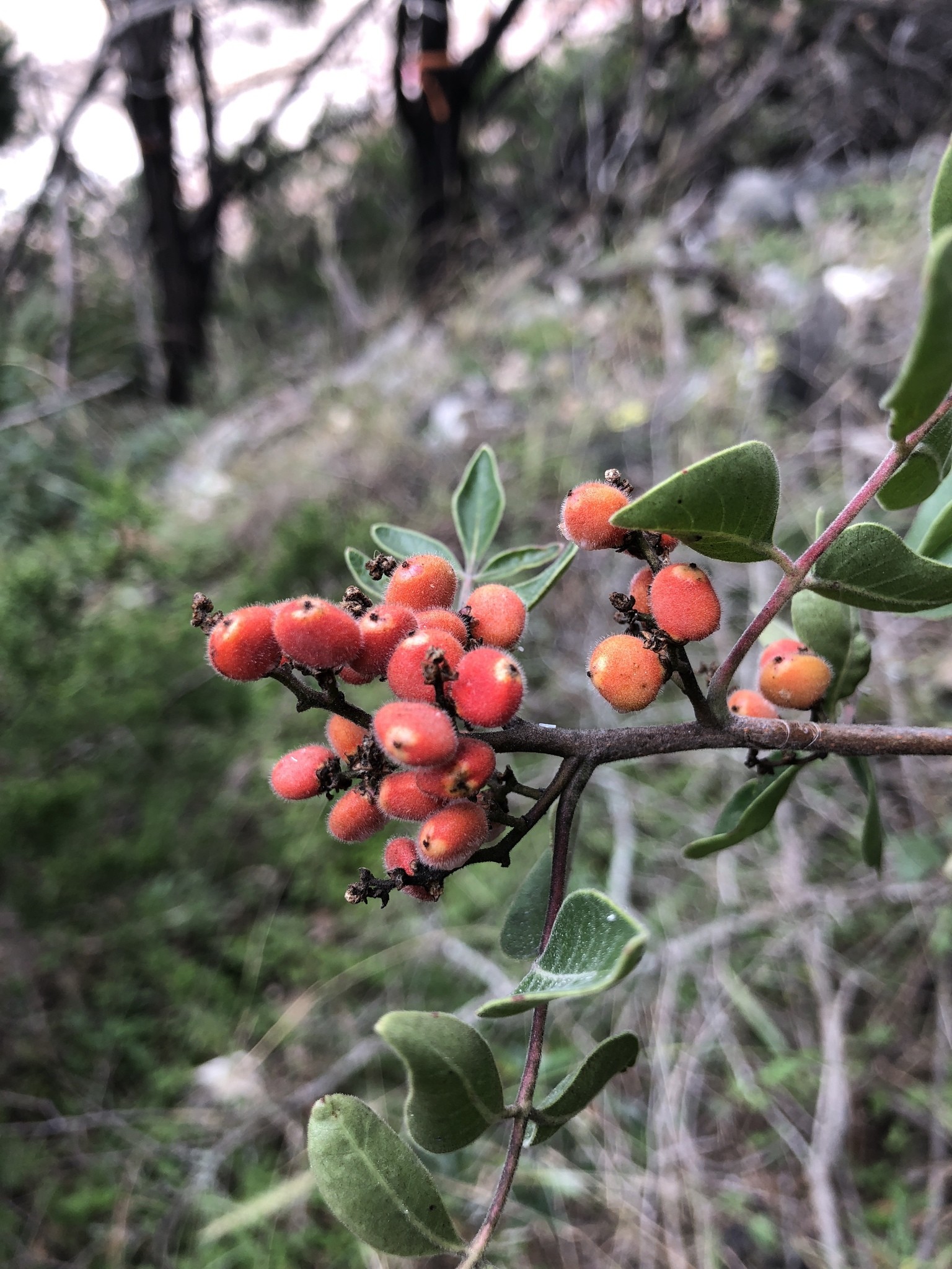 Sumac, Evergreen — flowers or notable detail