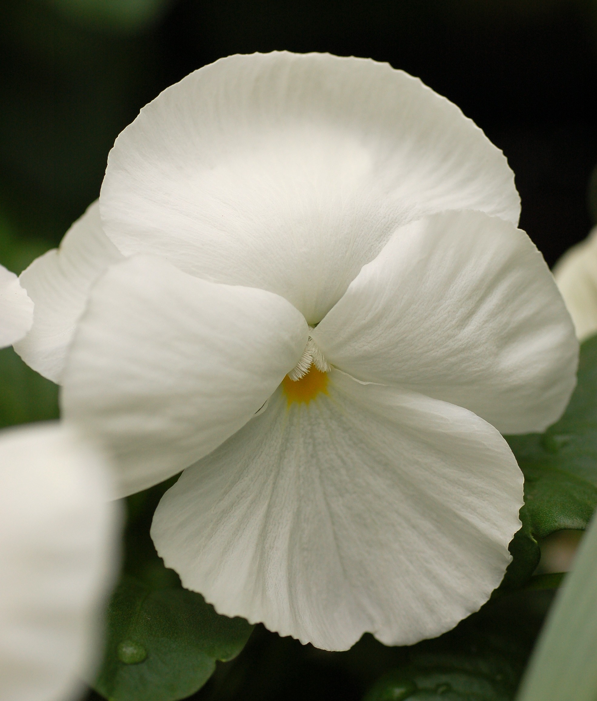 Pansy, Blotch — flowers or notable detail