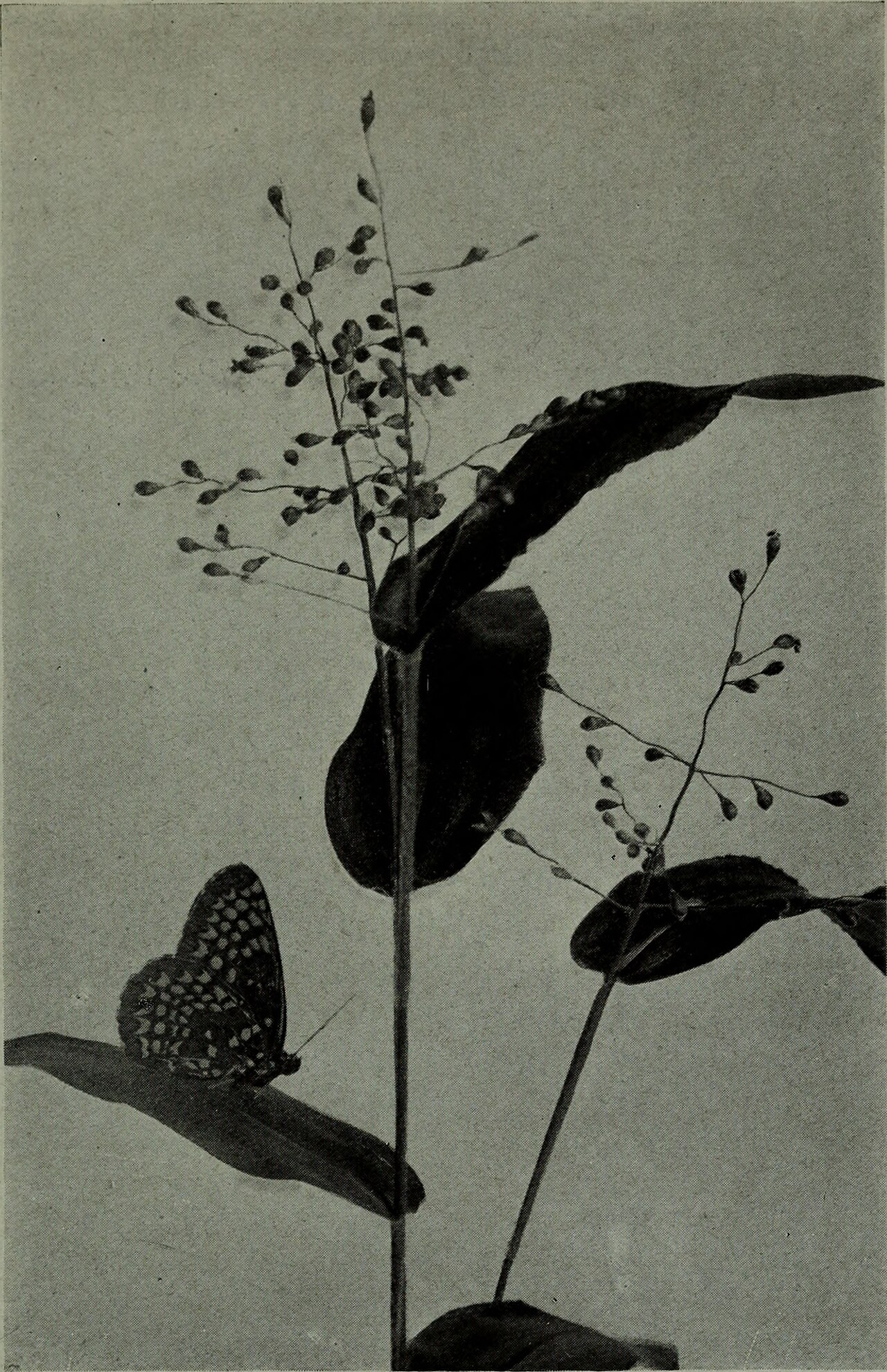 Rudbeckia — whole plant