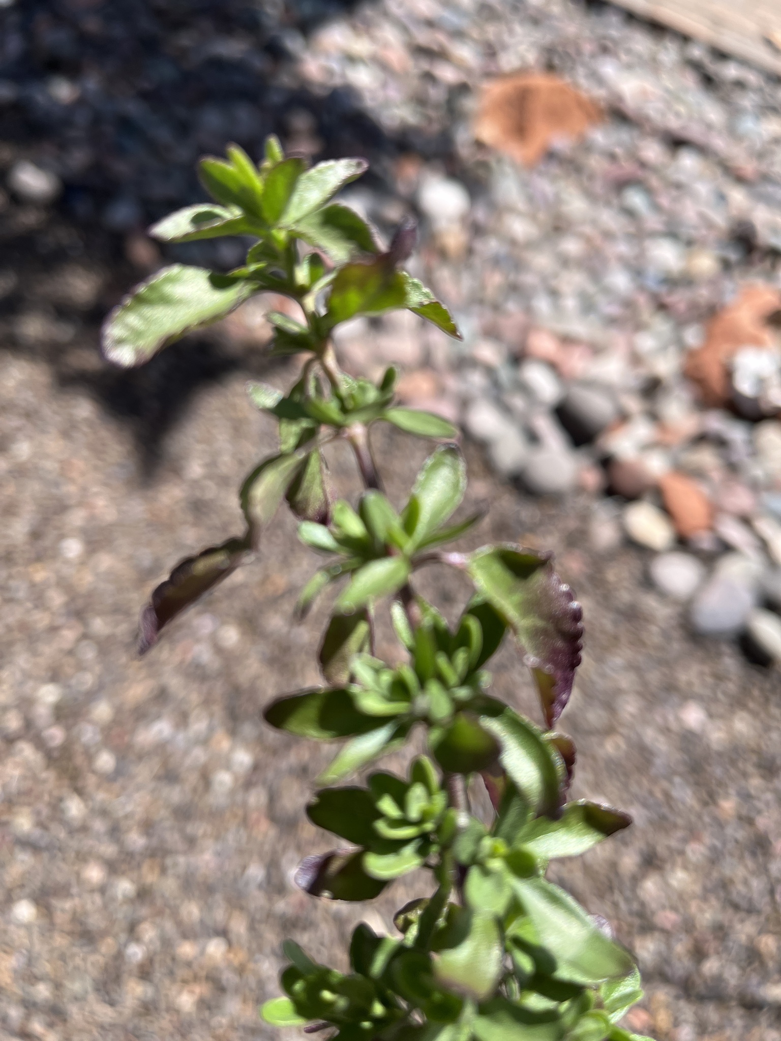 Sage, Big Red — flowers or notable detail