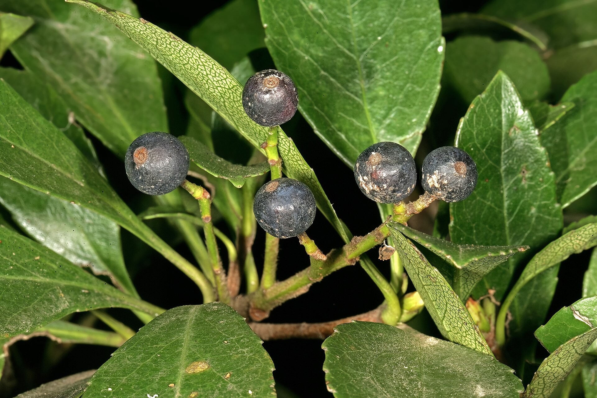 Hawthorn, Clara — whole plant