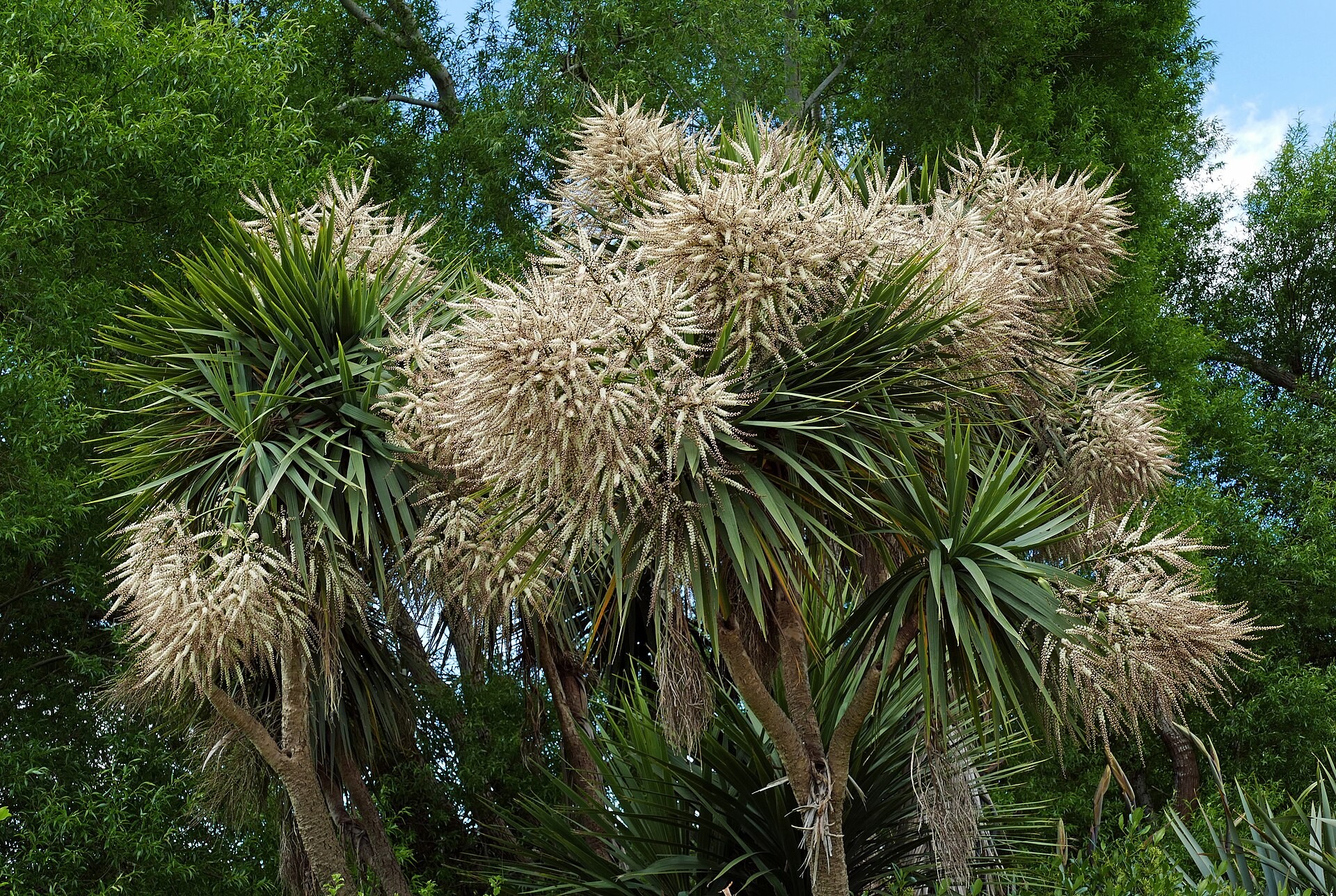 Cordyline — whole plant