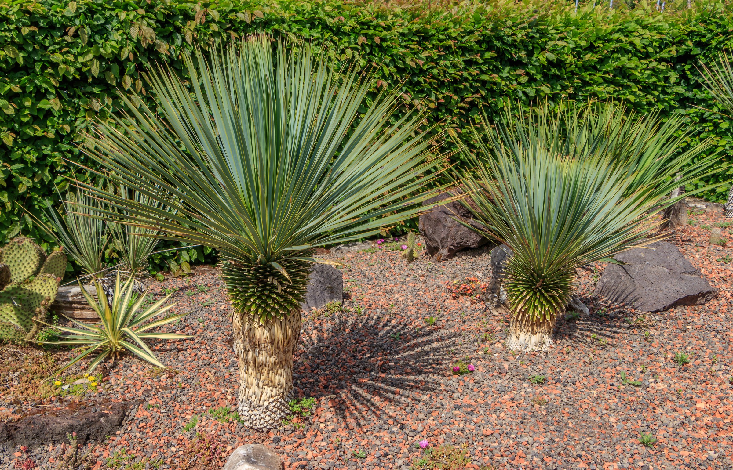 Yucca, Rostrata — whole plant