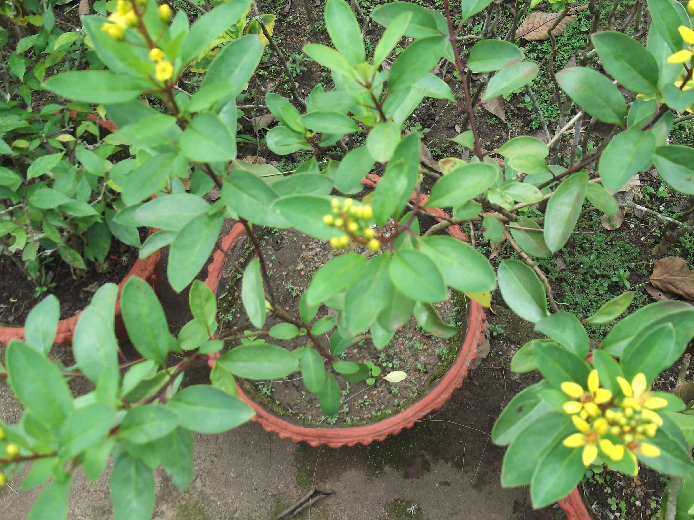 Thryallis — whole plant