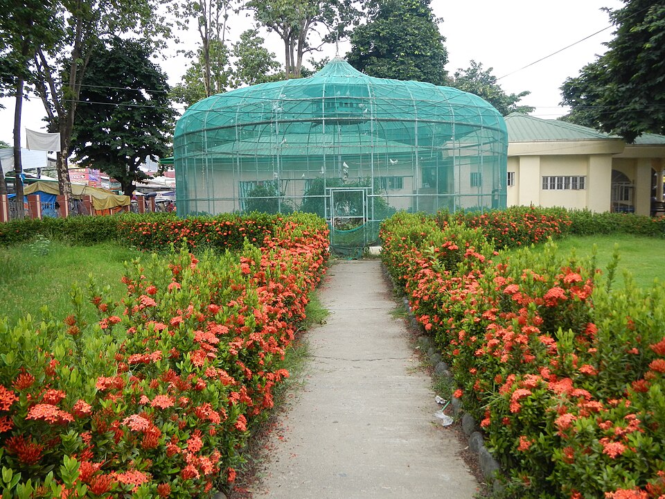 Ixora — whole plant