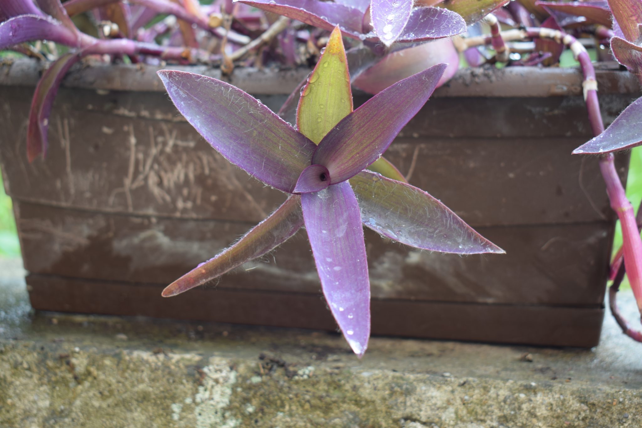 Purple Heart — whole plant