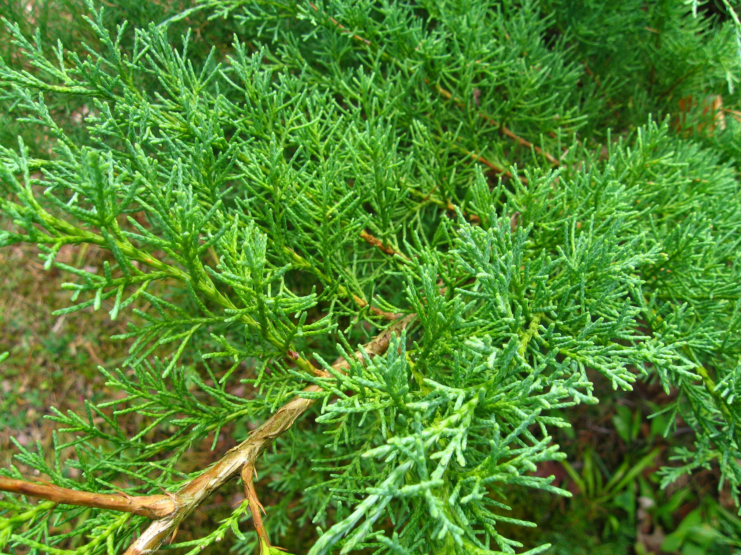 Juniper, Andorra — whole plant