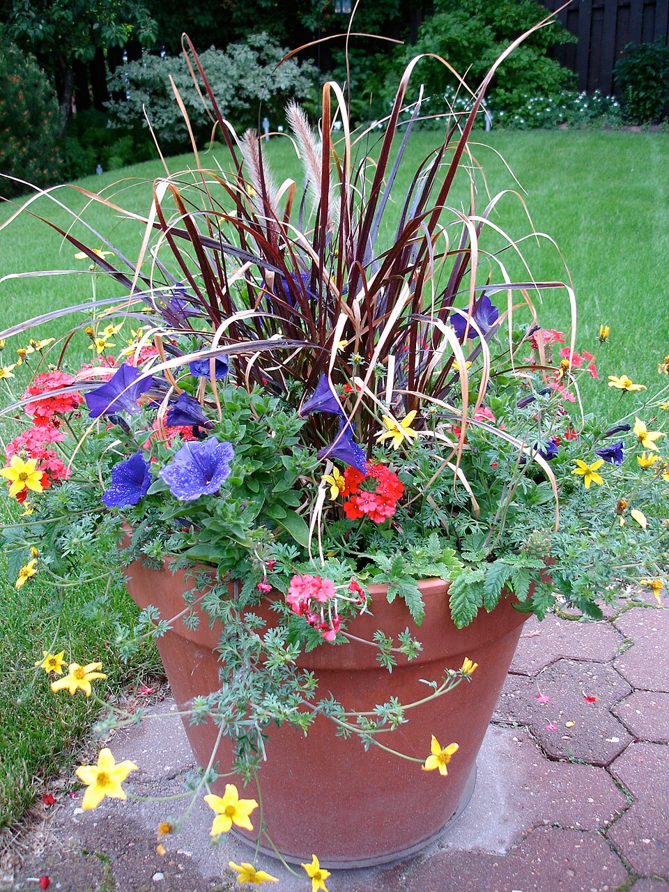 Grass, Purple Fountain — whole plant