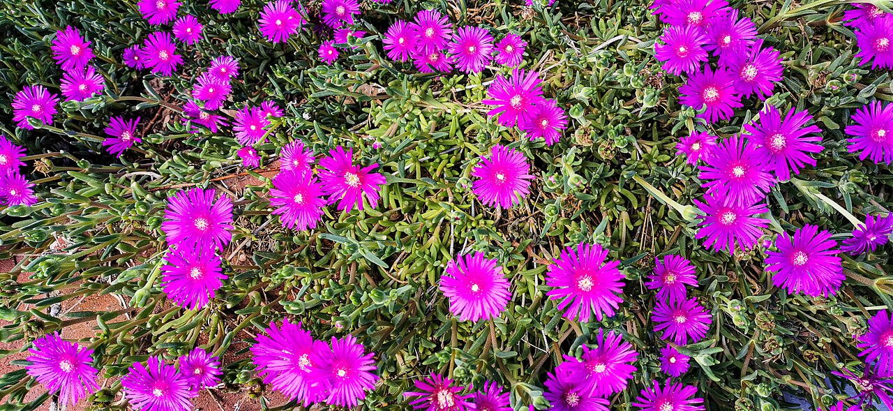 Ice Plant, Red — whole plant