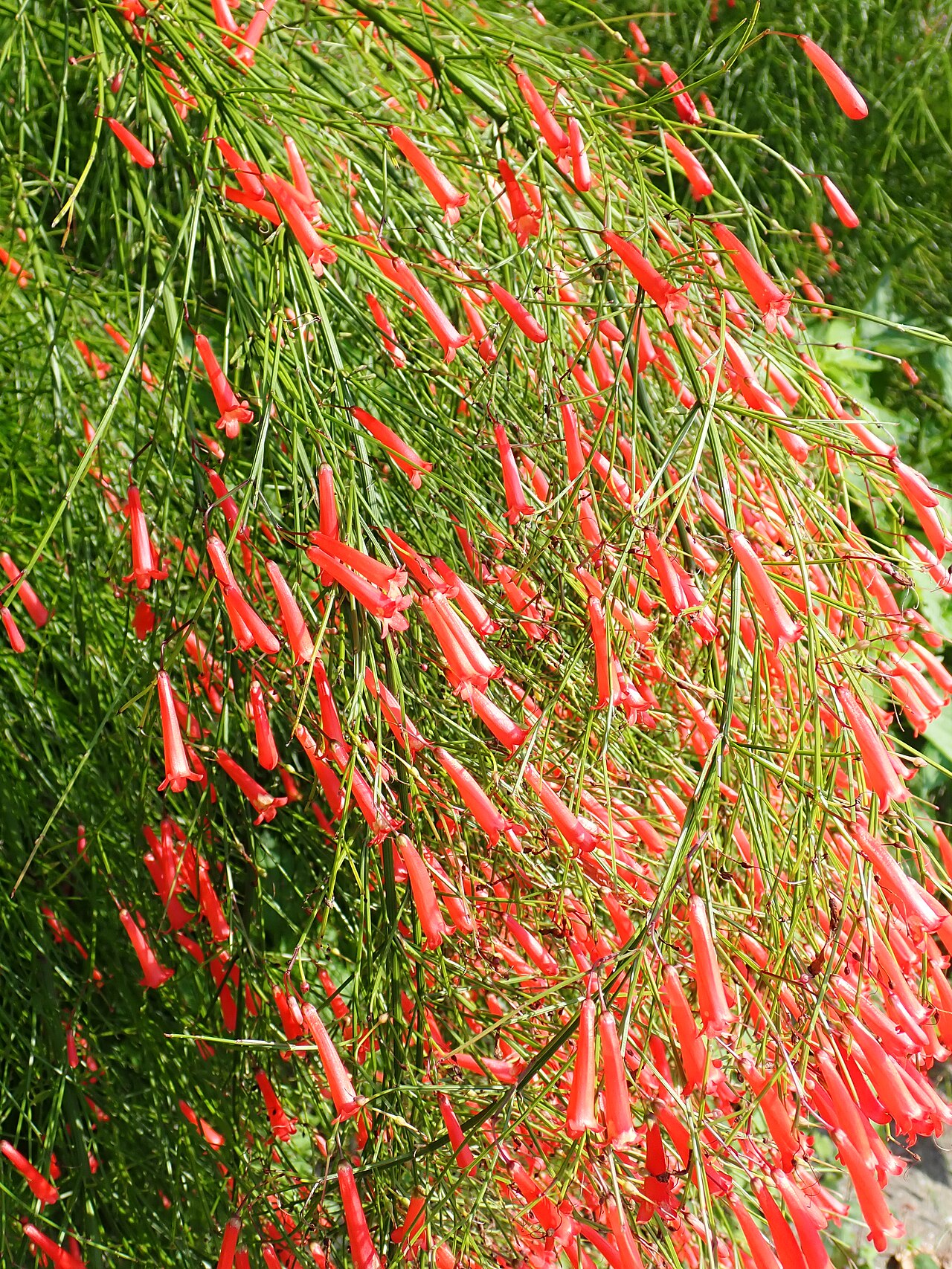 Firecracker Plant — flowers or notable detail