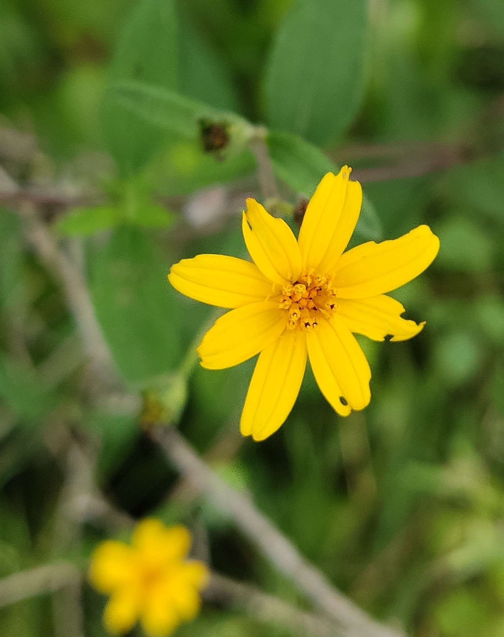 Zexmenia — flowers or notable detail
