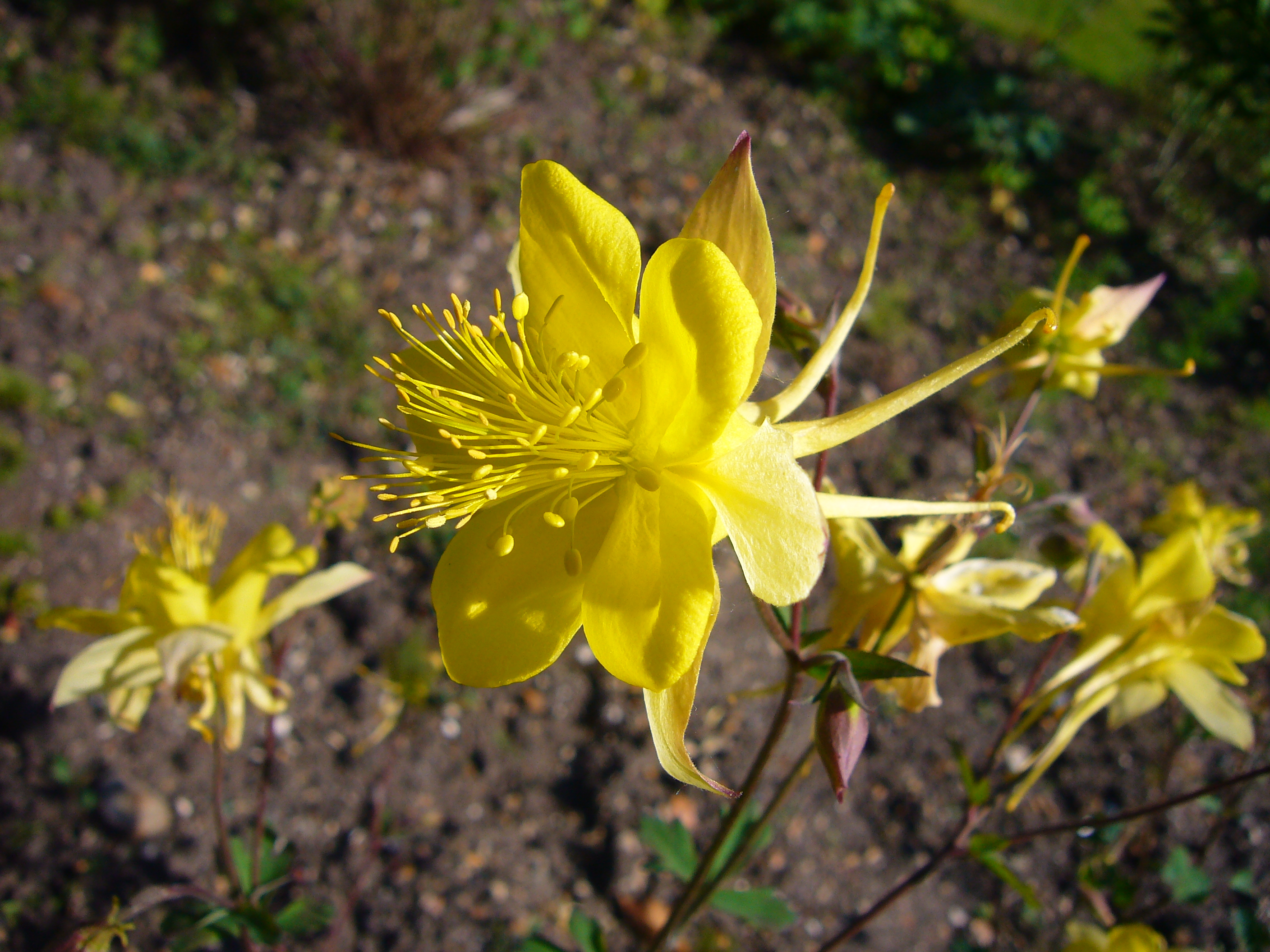 Columbine, Texas — flowers or notable detail