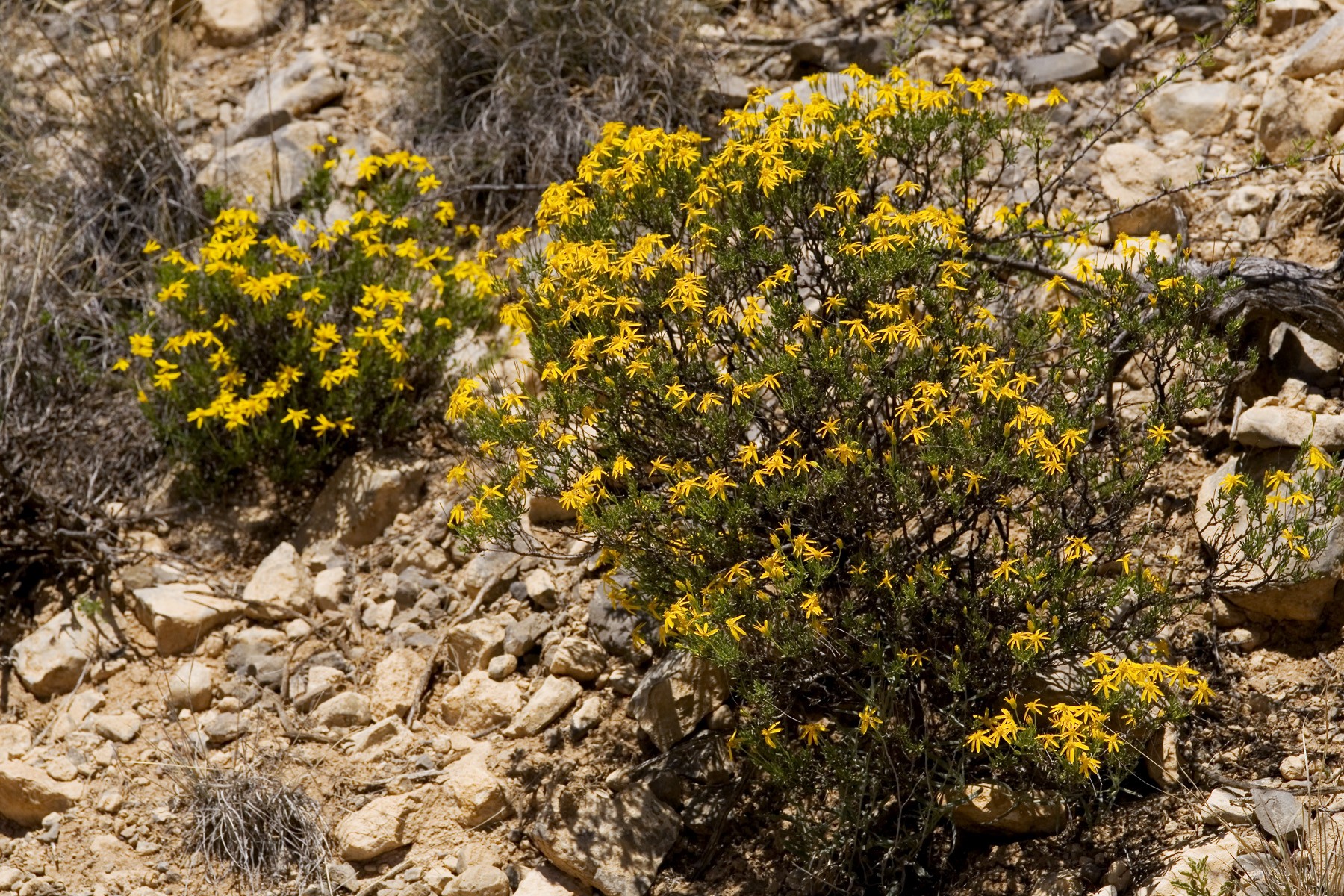 Damianita — whole plant
