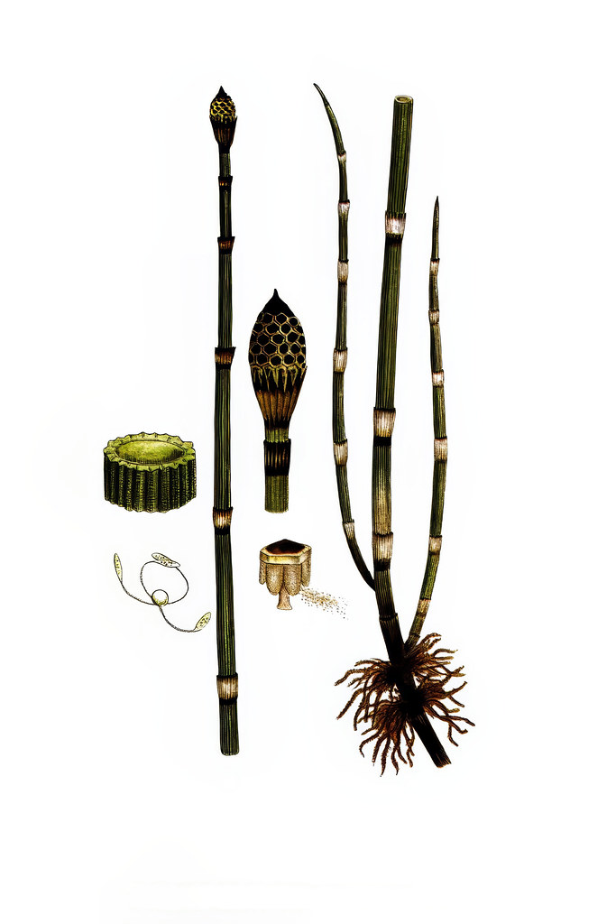 Horsetail Reed — flowers or notable detail