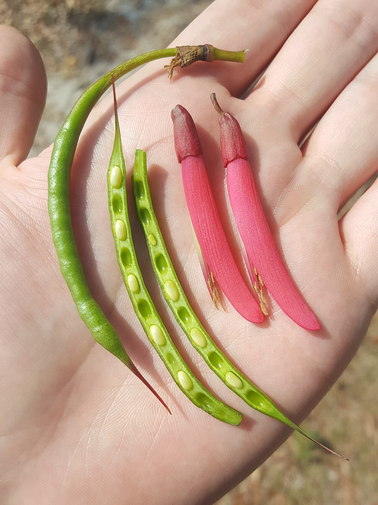 Coral Bean — flowers or notable detail