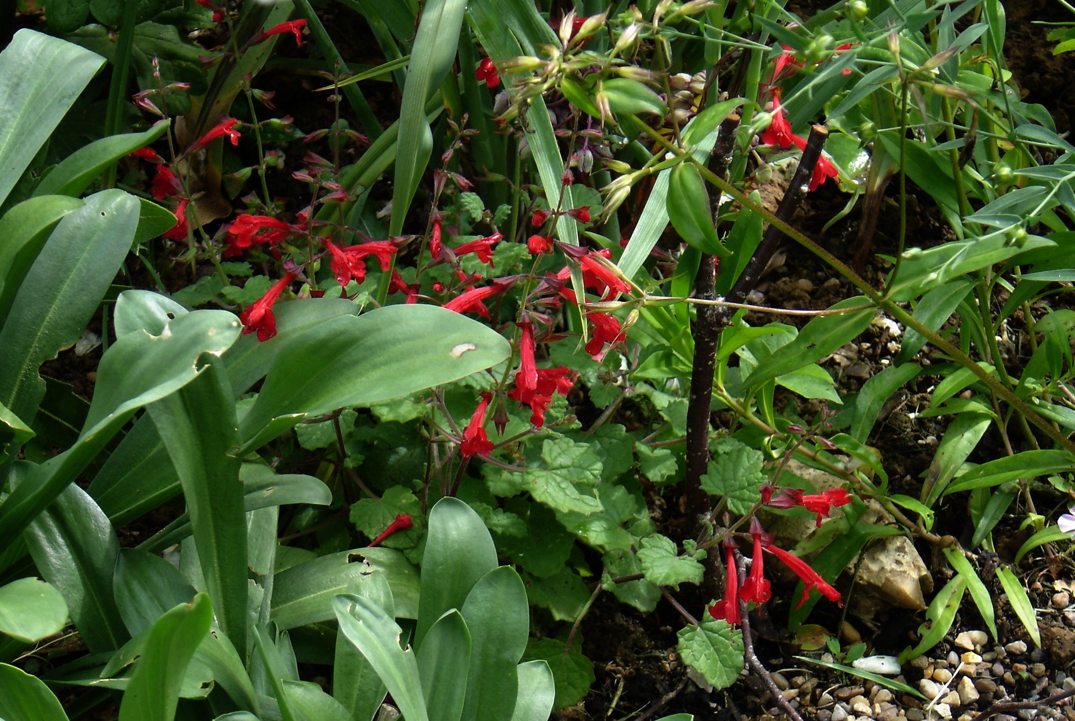 Sage, Cedar — whole plant