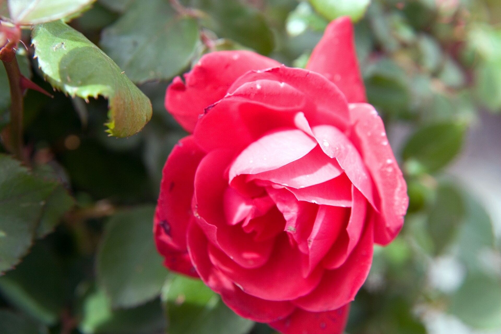Rose, Knockout Rose Double Red — whole plant