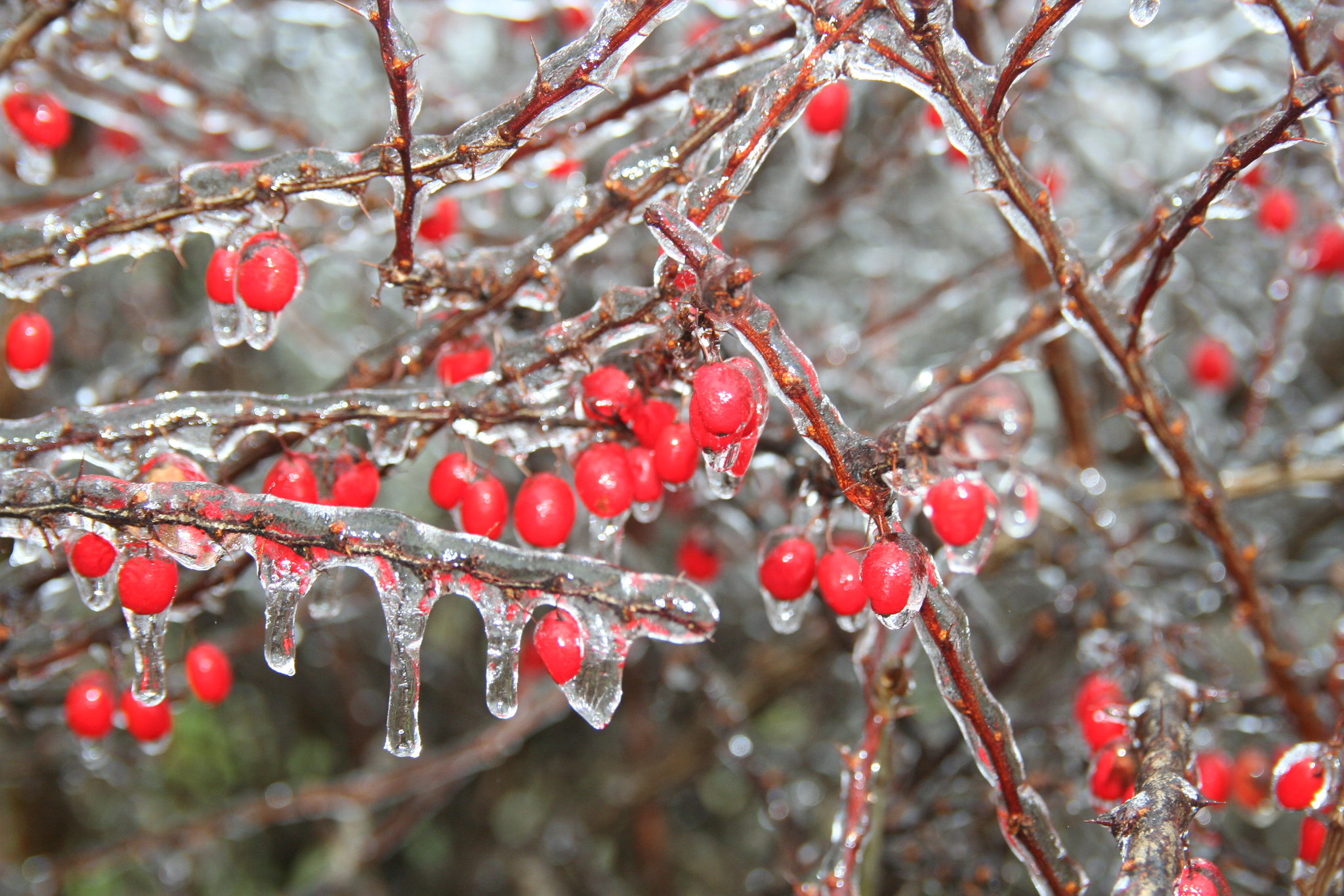 Barberry — flowers or notable detail