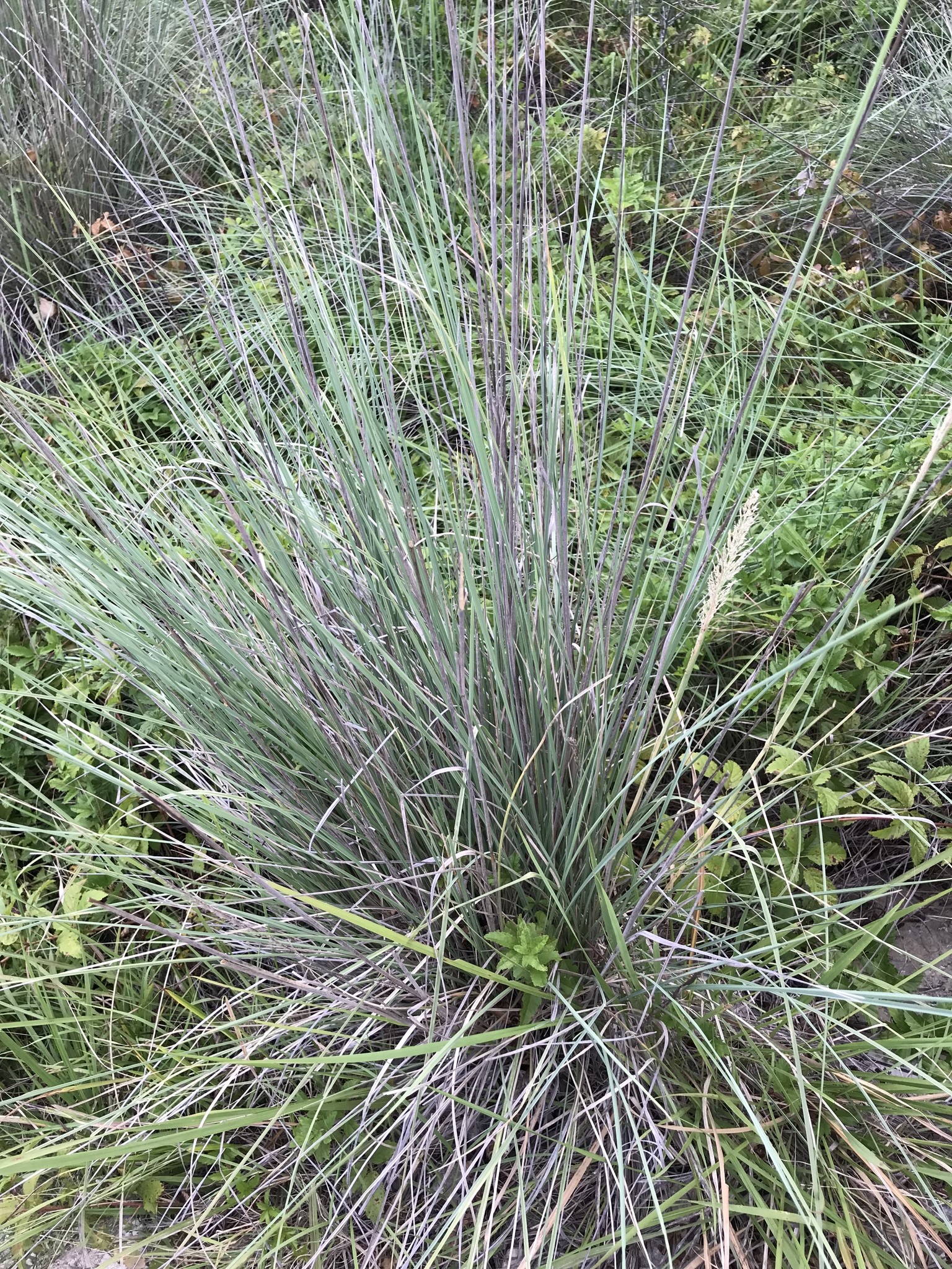 Grass, Lindheimer — whole plant