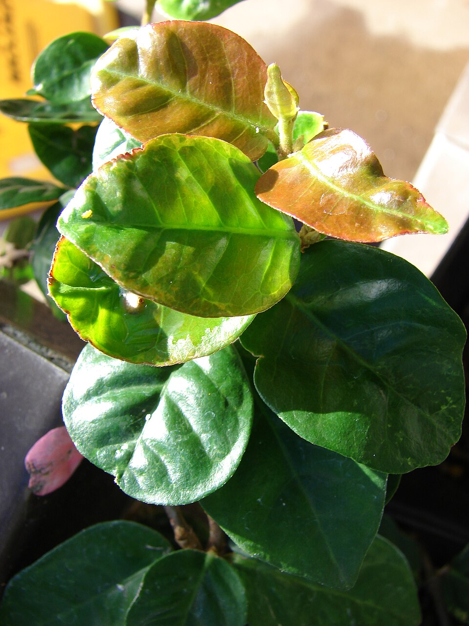 Jasmine, Asian — whole plant