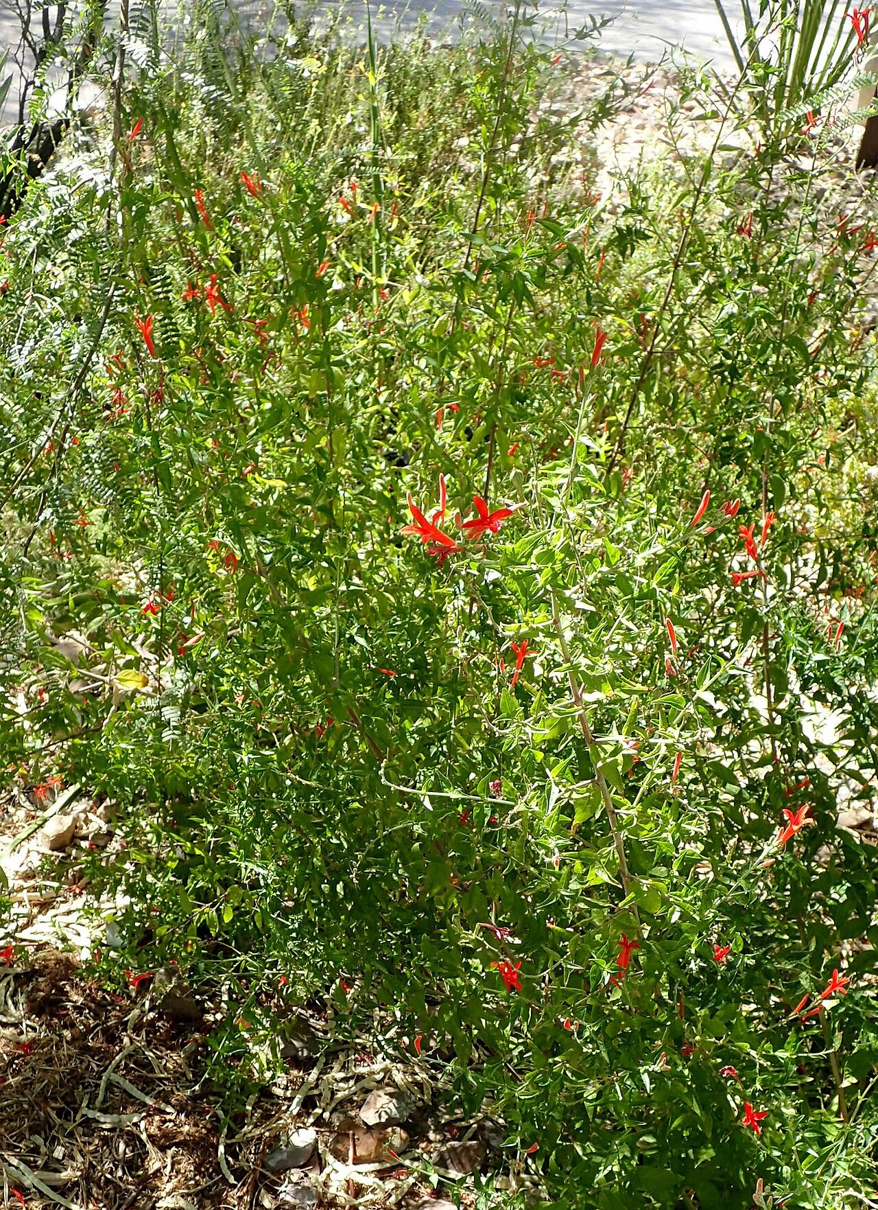 Flame Acanthus — flowers or notable detail