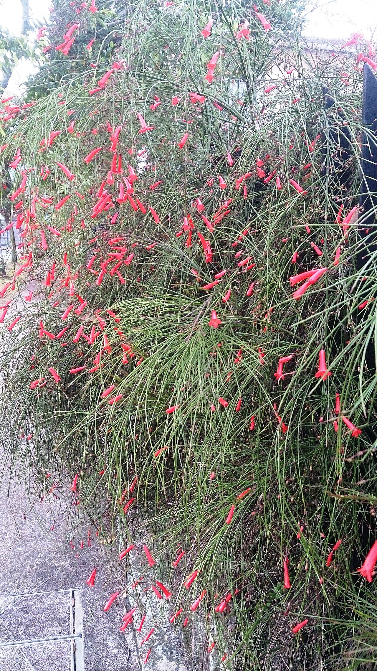 Firecracker Plant — whole plant