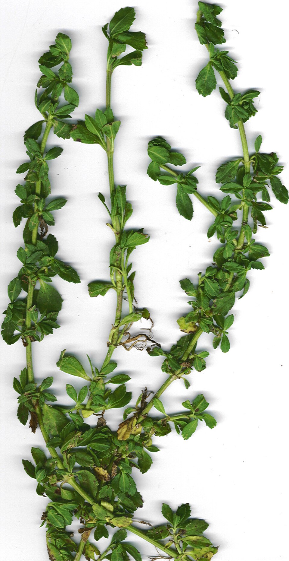 Frog Fruit — whole plant